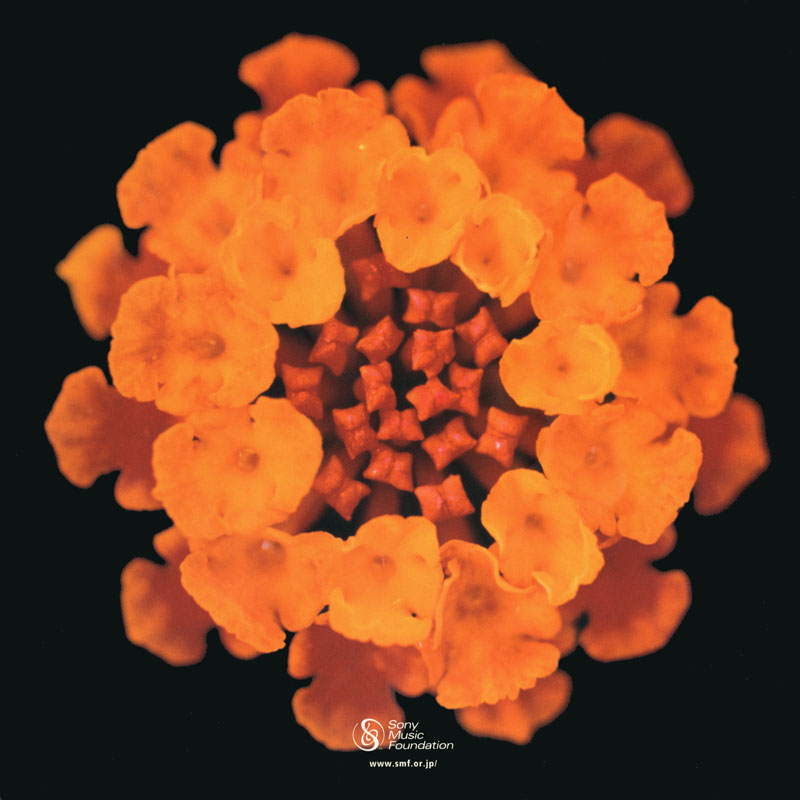 Back Cover from Caravelli's Programme from Japan Tour 1999