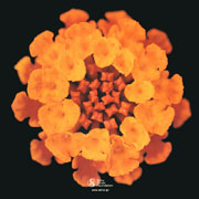 Back Cover from Japan Tour 1999